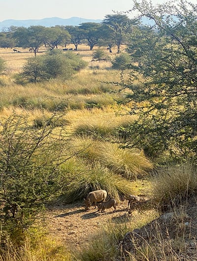 Warzenschweine im Busch, Namibia